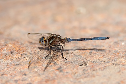 A macro shot of a blue dragonfly on a brown stone surface
