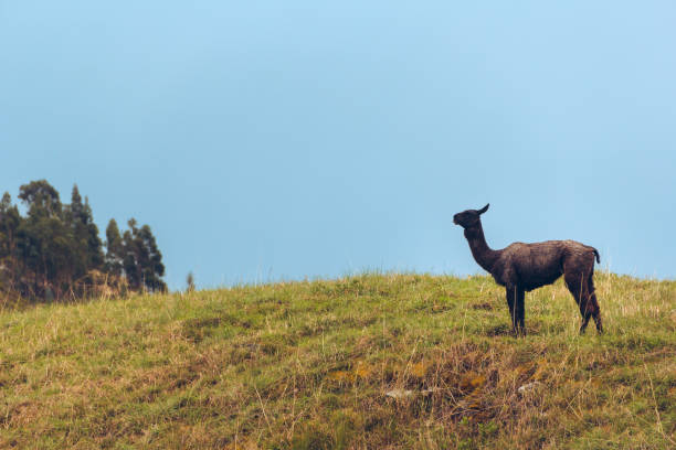 Majestic black llama: loneliness in the plains stock photo