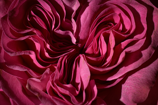 An abstract image of pink roses
