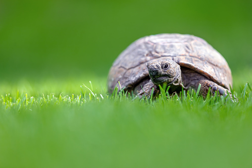 A turtle is standing on a green lawn among the grass in the dew. Tortoise warms himself in the hot summer sun.