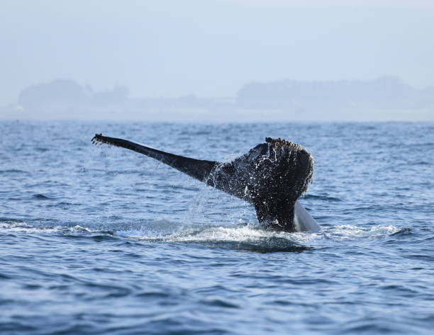 Humpback whales near Moss landing California USA stock photo