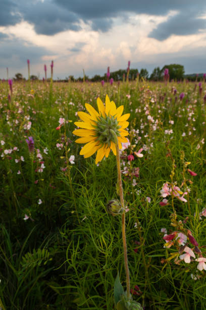 istock Ashy Sunflower (Helianthus mollis), Gayfeather (Liatris pycnostachya) and Hoary Pea (Tephrosia anobrychoides), H.E. Flanagan Prairie, AR 1734110977