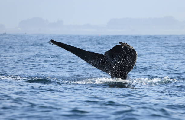 Humpback whales near Moss landing California USA stock photo