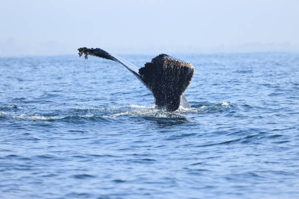 Humpback whales near Moss landing California USA stock photo