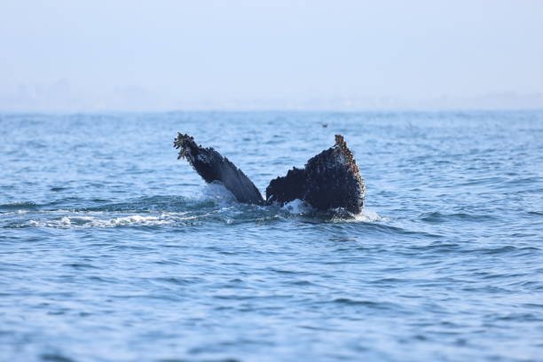 Humpback whales near Moss landing California USA stock photo