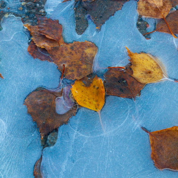 hoja de otoño en forma de corazón congelada en hielo - heart shape snow ice leaf fotografías e imágenes de stock