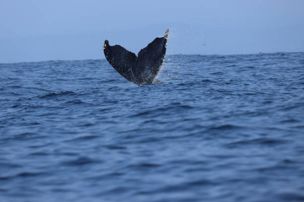 Humpback whales near Moss landing California USA stock photo