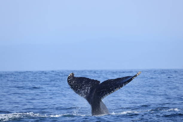 Humpback whales near Moss landing California USA stock photo