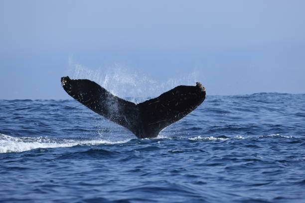 Humpback whales near Moss landing California USA stock photo