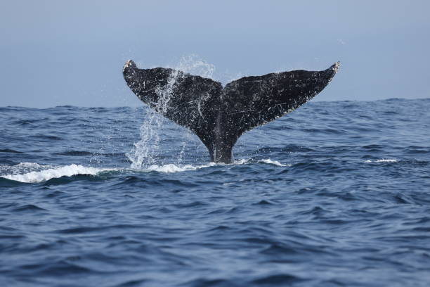 Humpback whales near Moss landing California USA stock photo