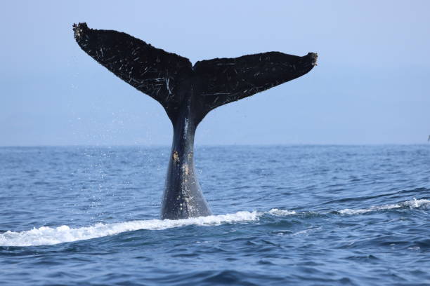 Humpback whales near Moss landing California USA stock photo