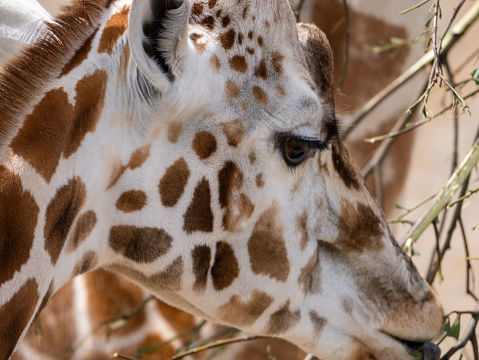 Close-up and side view shot of cute animal head. Giraffe sticking out the tongue and eating green leaves out of a human hand. White background with copy space. Cut out.