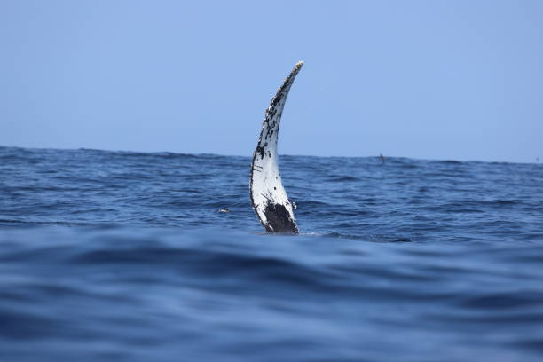 Humpback whales near Moss landing California USA stock photo