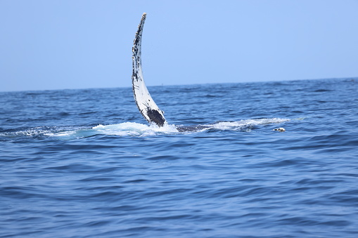 A series of images showing various behaviors of humpback whales