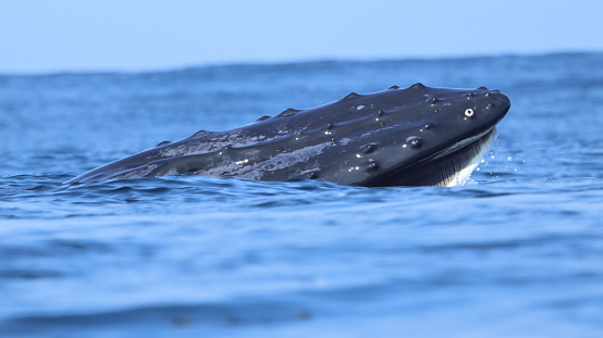 A series of images showing various behaviors of humpback whales