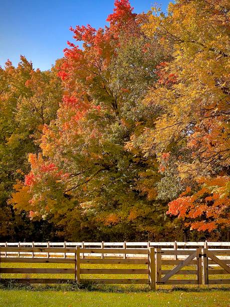istock Scenic View Across  The Fence Line Into The Forest 1734128205