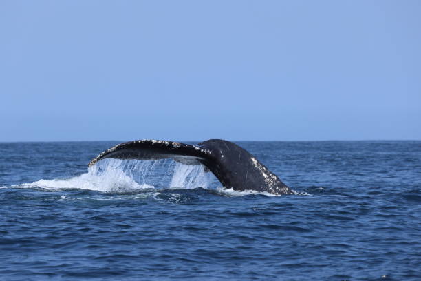 Humpback whales near Moss landing California USA stock photo