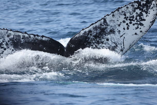 Humpback whales near Moss landing California USA stock photo