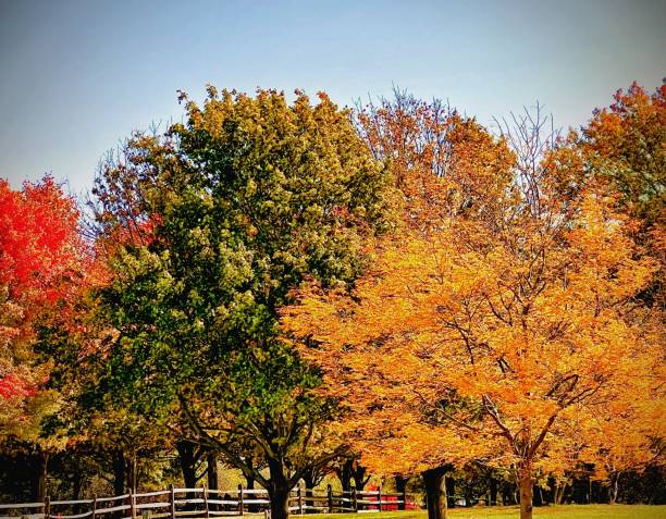 istock Beauty in Autumn 1734131481