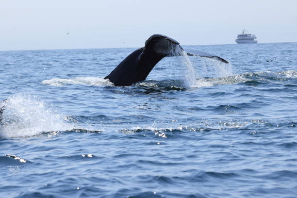 Humpback whales near Moss landing California USA stock photo