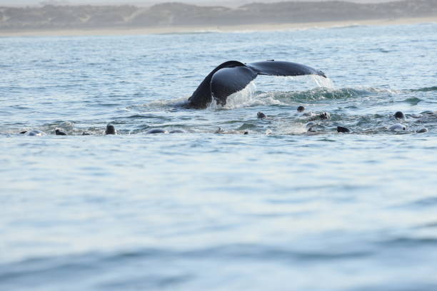 Humpback whales near Moss landing California USA stock photo