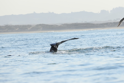 Gray whale breach , Laguna Beach, California