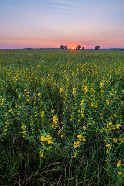 istock Partridge (Chamaecrista fasciculata), Sunrise, Tallgrass Prairie Preserve,, OK 1734145787