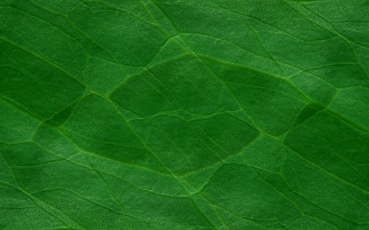 Abstract green tree leaves texture. Textured leaf of the plant. Natural eco background.