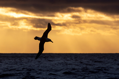 Espinho, Portugal - April 9, 2023: Seagulls are flying above the tide during sunset over Atlantic Ocean near Espinho, Portugal