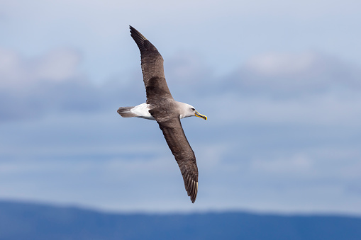 Taxon name: Buller's Albatross
Taxon scientific name: Thalassarche bulleri
Location: Tasman Sea, Tasmania, Australia