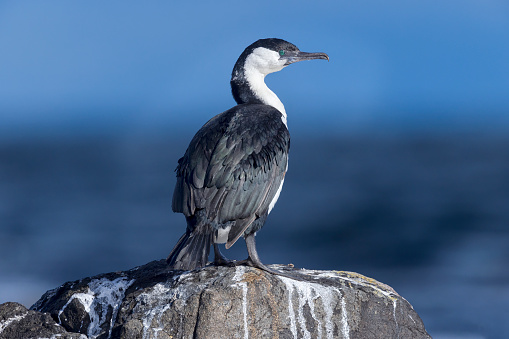 Taxon name: Black-faced Cormorant\nTaxon scientific name: \nLocation: Bruny Island, Tasmania