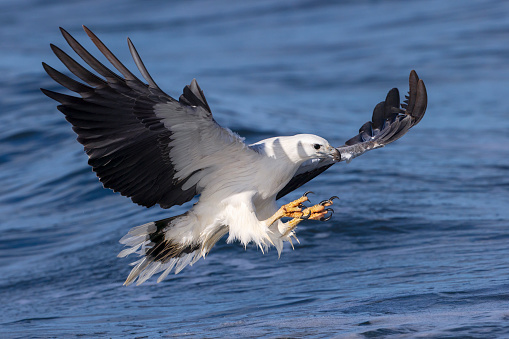 Taxon name: White-bellied Sea-Eagle
Taxon scientific name: Haliaeetus leucogaster
Location: Tasman Sea, Tasmania, Australia