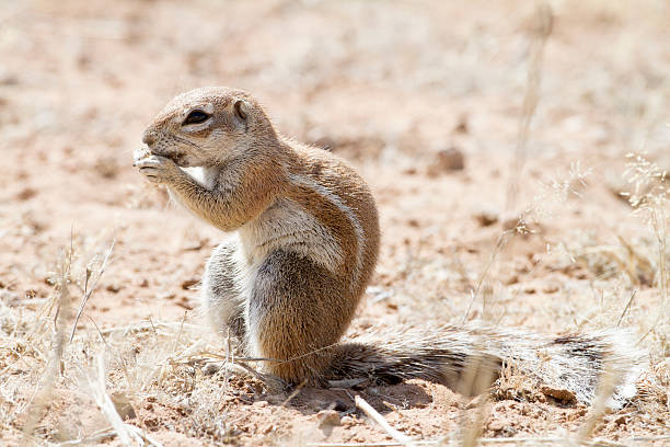 istock Ground Squirrel, Kgalagadi Transfrontier Park, South Africa 173417462
