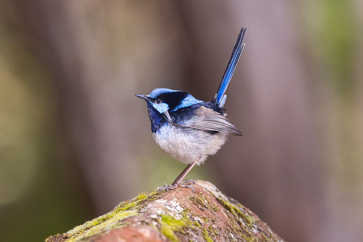 Taxon name: Tasmanian Superb Fairy-wren
Taxon scientific name: Malurus cyaneus cyaneus
Location: Hobart, Tasmania, Australia