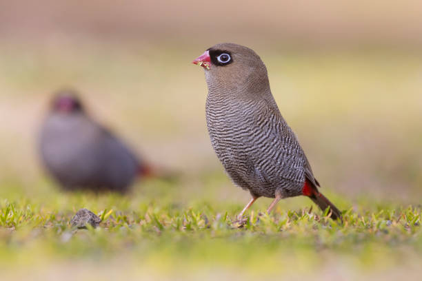 Taxon name: Beautiful Firetail\nTaxon scientific name: Stagonopleura bella\nLocation: Bruny Island, Tasmania, Australia
