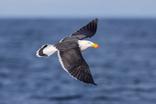 A dynamic shot of sea birds soaring above the ocean, hunting for food in the open waters. The birds are captured mid-flight, showcasing their agility and sharp focus as they scan the water below. Ideal for wildlife, birdwatching, and marine life photography themes.