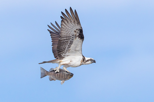 Osprey Diving in Water to Catch a Menahden Fish
