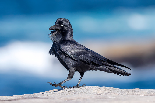 Taxon name: Eastern Australian Raven\nTaxon scientific name: Corvus coronoides coronoides\nLocation: Kurnell, New South Wales, Australia