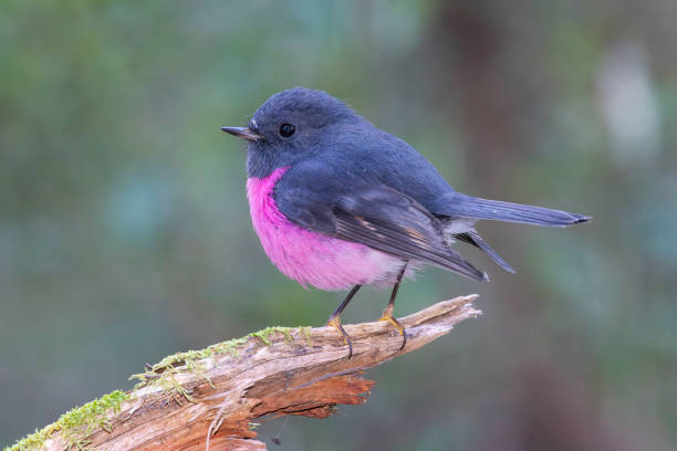 Pink Robin, Hobart, Tasmania, Australia stock photo