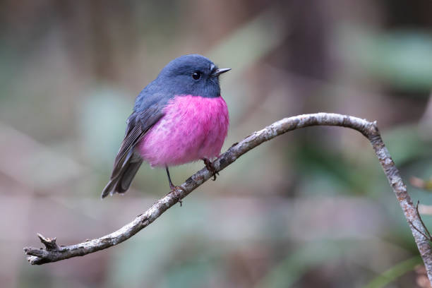 Pink Robin, Hobart, Tasmânia, Austrália - foto de acervo