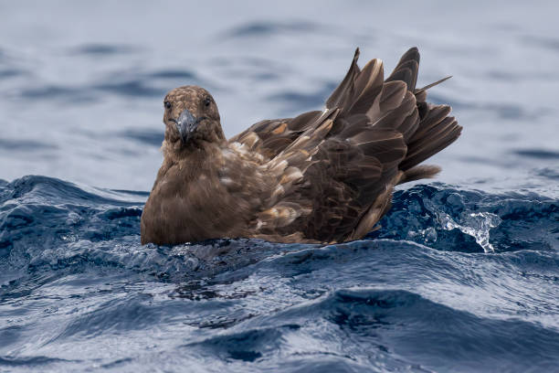 Brown Skua, Pelagic Zone, 뉴사우스웨일즈, 오스트레일리아 스톡 사진