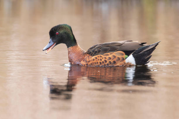 Close up view of a single duck standing on lush green grass outdoors