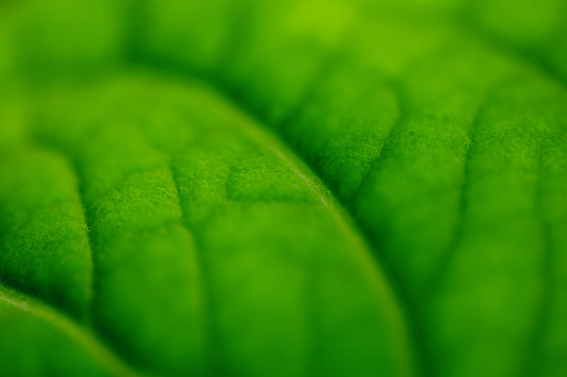 Green leaf texture close-up. Shallow depth of field, space for copy.