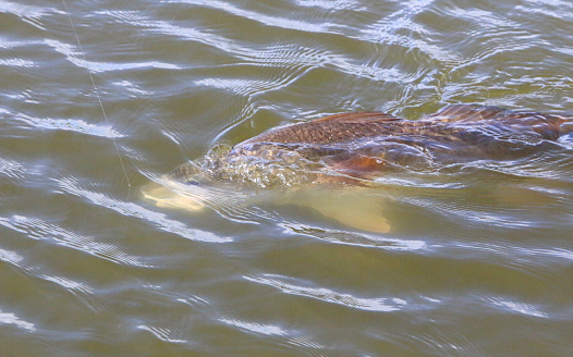 a redfish seen just below the surface as it's being reeled in