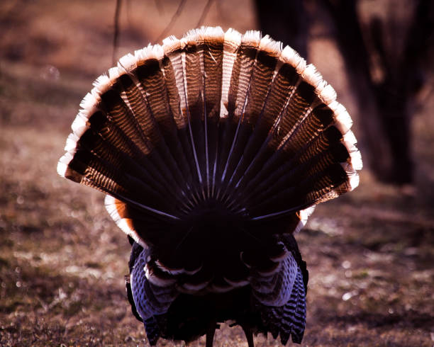 istock Wild Tom Turkey with Tail Fanned out 1734183556