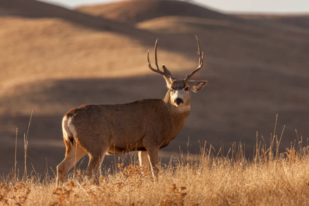 istock Mule Deer buck during the rut 1734183892