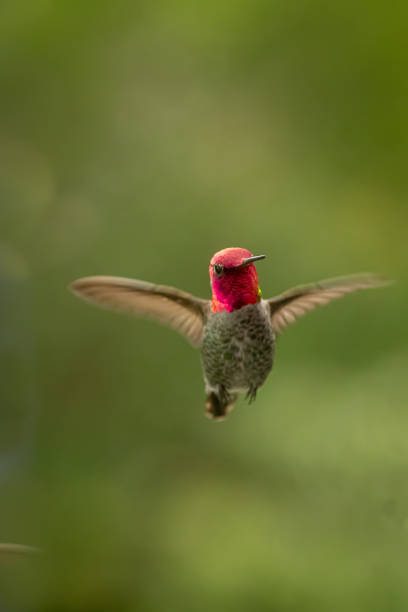 istock Front View of Roufous Humming bird with a green background 1734184105