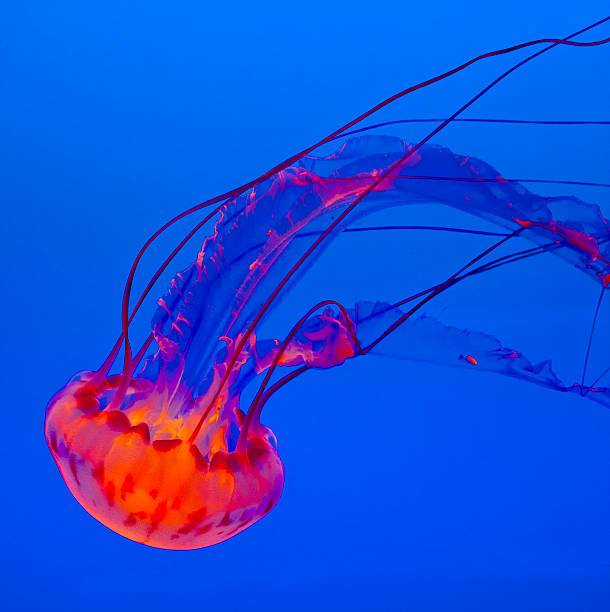 istock jelly fish in the blue ocean 173418724