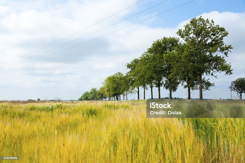 campo di grano - Foto stock royalty-free di Agricoltura