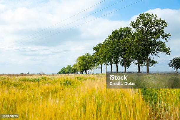 Campo Di Grano - Fotografie stock e altre immagini di Agricoltura - Agricoltura, Albero, Alimentazione sana